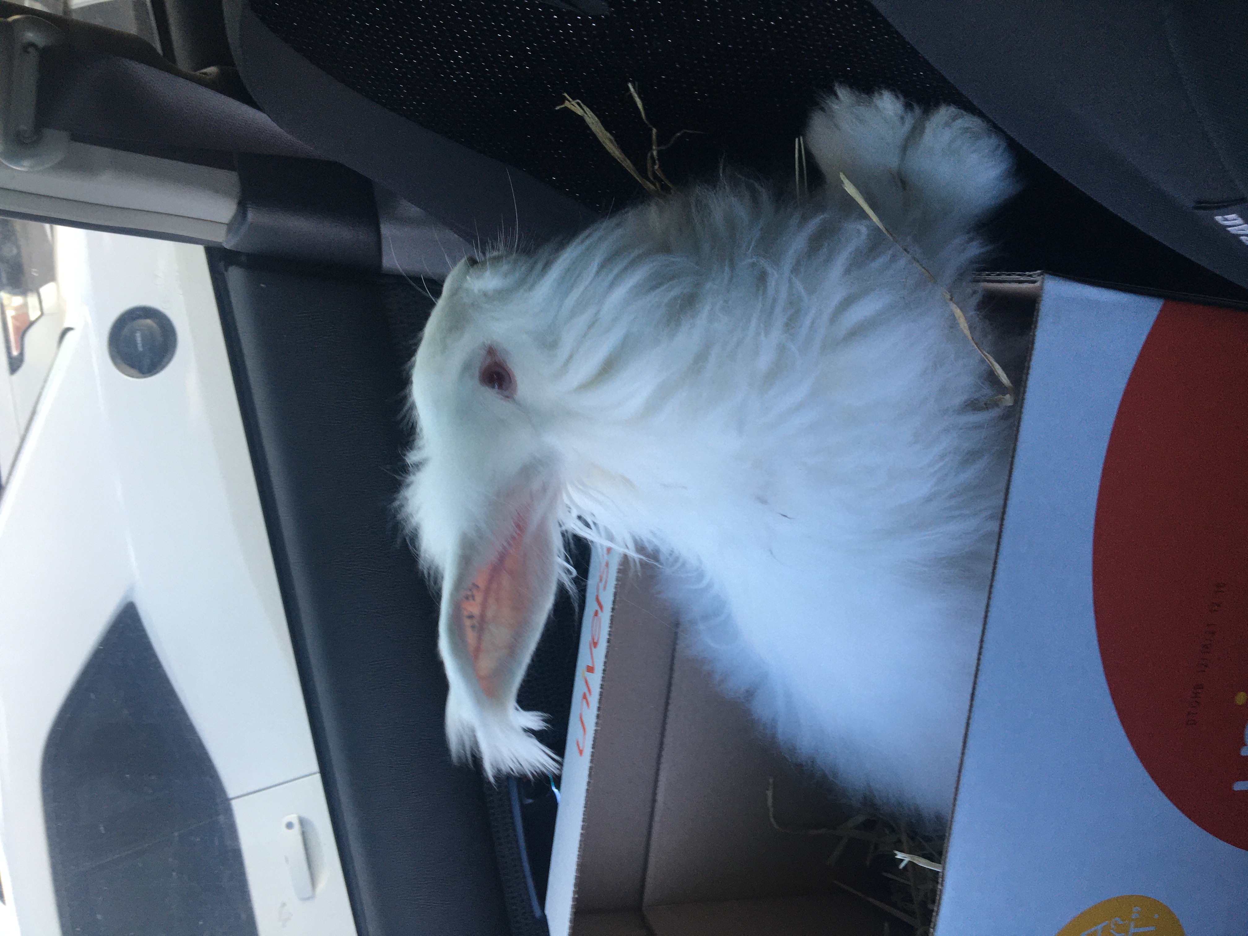 REW Angora REW Angora