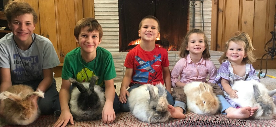 Caring for angoras is educational, rewarding and fun. Learn responsibility, make beautiful needle crafts from their wool, and have fun learning about these furry creatures.