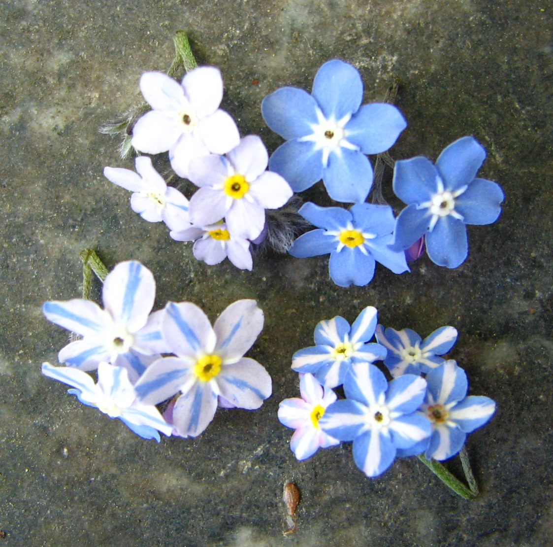 Mendel's Discoveries