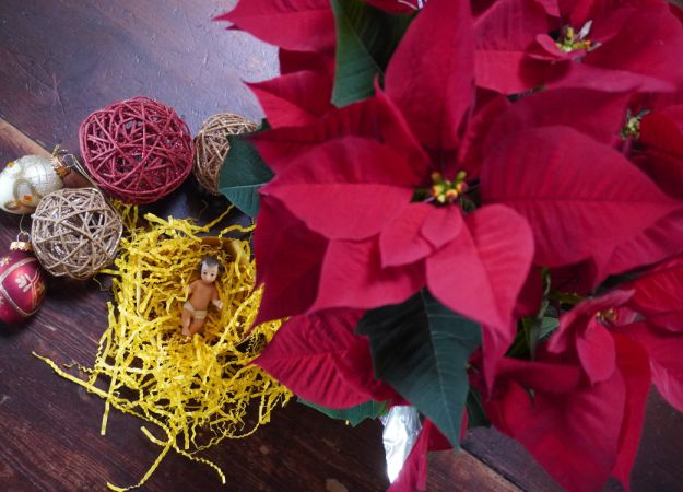 St Stephen's Poinsettia