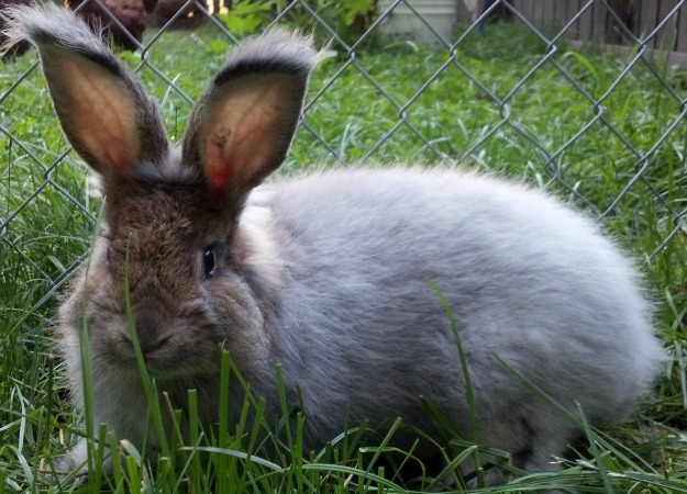 Caring for Angora Rabbits Caring for Angora Rabbits