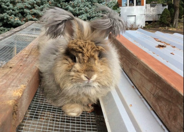 Angora rabbit Angora rabbit