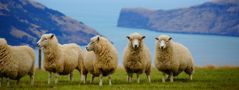 Cleaning Raw Wool Cleaning Raw Wool
