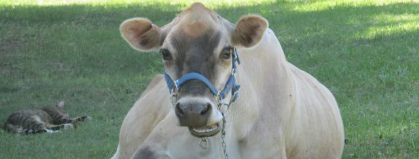 ﻿There's a lot more to owning a family milk cow than having fresh milk. That’s not all your moo can do. Learn about the numerous fresh dairy products plus the joys and how tos of owning a cow.