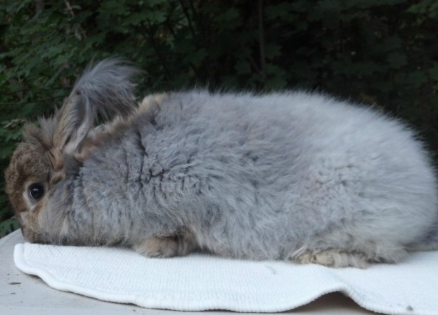 Caring for Angora Rabbits Caring for Angora Rabbits