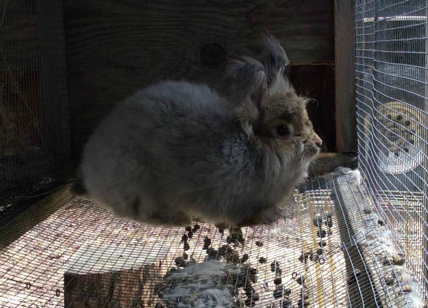 Caring for Angora Rabbits
