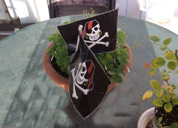 Pirate Flags In Plant