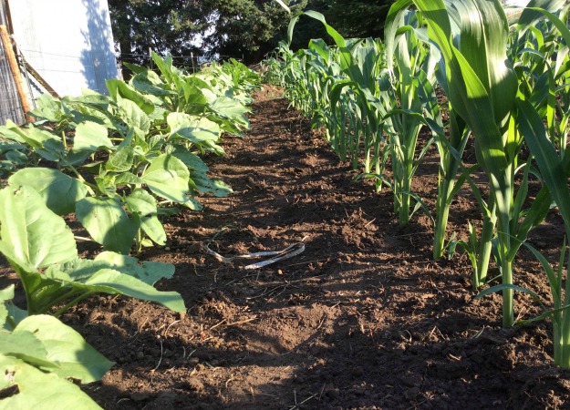 Corn And Sunflower Rows