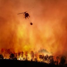 Wildfries article thumbnail